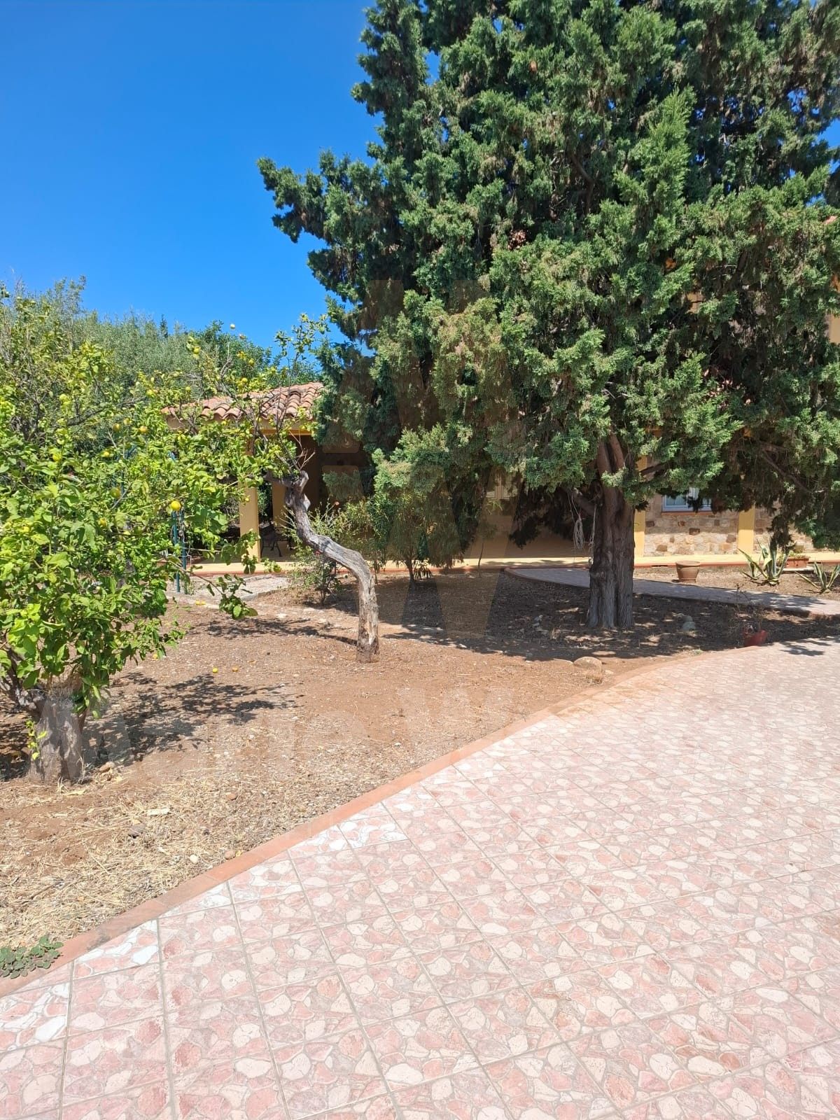 A lemon tree and a large cypress beside a tiled-roof house