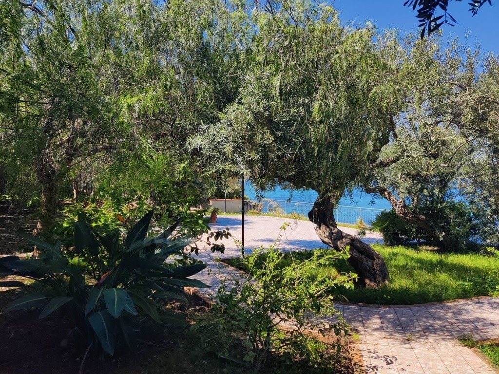 An old olive tree beside a path to a terrace, with the sea beyond a rail