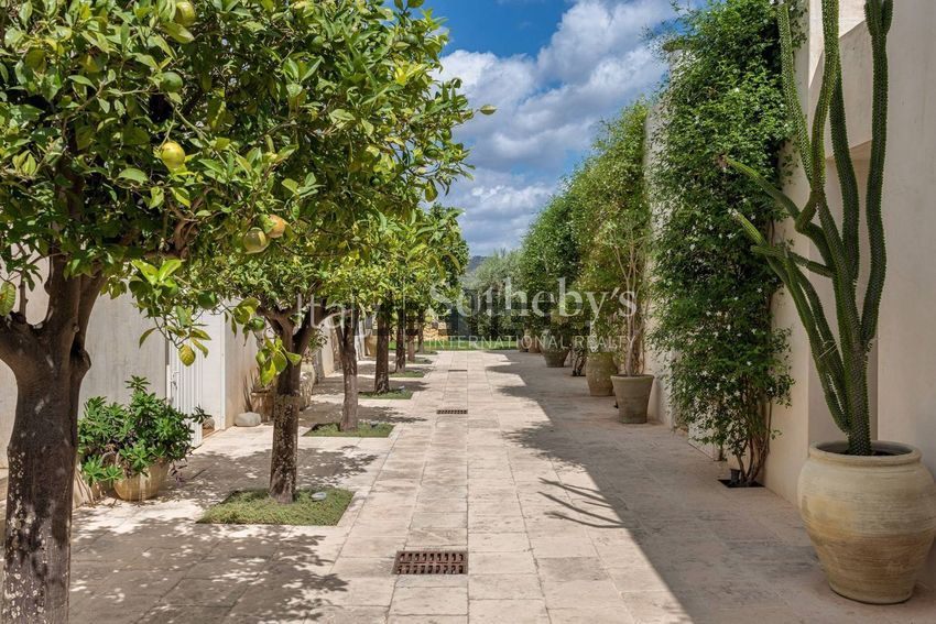 A paved walk between white walls, lined with citrus trees in fruit and potted cacti
